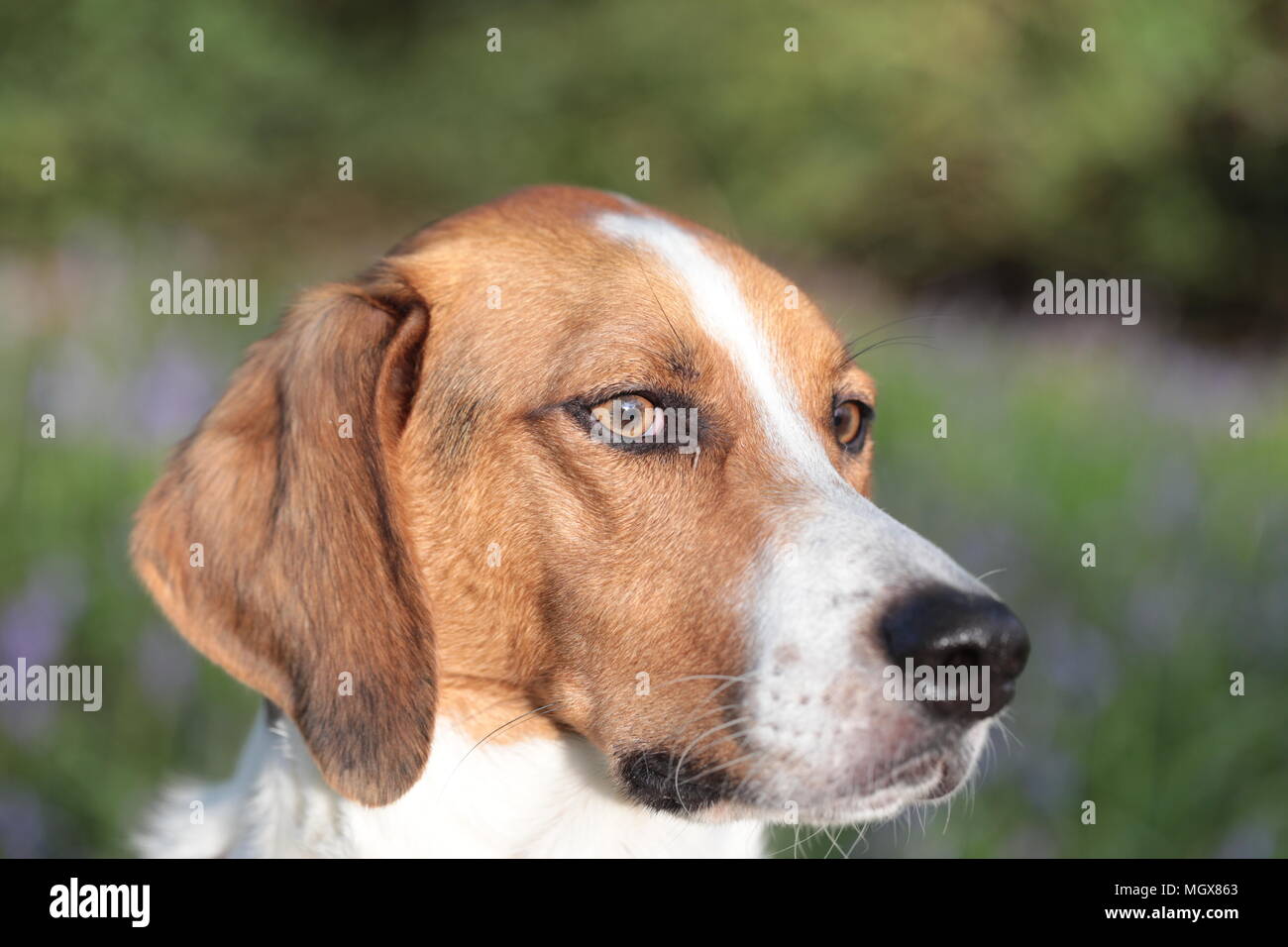 Trail hound dog Banque D'Images