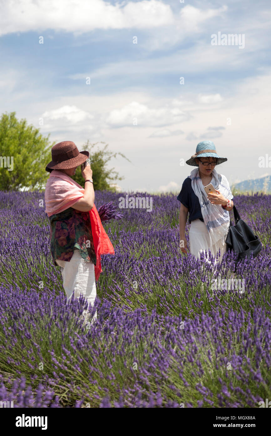 Deux femmes chinoises tournage eux-mêmes dans un champ de lavande hybride (Valensole - Alpes de Haute Provence - France). Banque D'Images