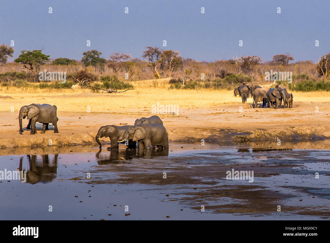 Les éléphants se rassemblent autour d'une réduction de la taille du trou d'eau au cours d'une sécheresse dans le parc national de Hwange, Zimbabwe, le 9 septembre 2016. Banque D'Images