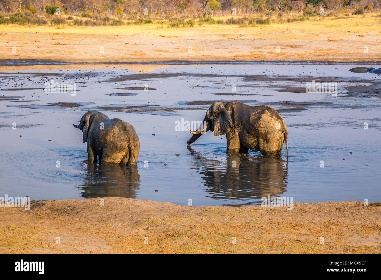 Les éléphants profitant de l'eau pendant une période de sécheresse dans le parc national de Hwange, Zimbabwe. Le 9 septembre 2016. Banque D'Images