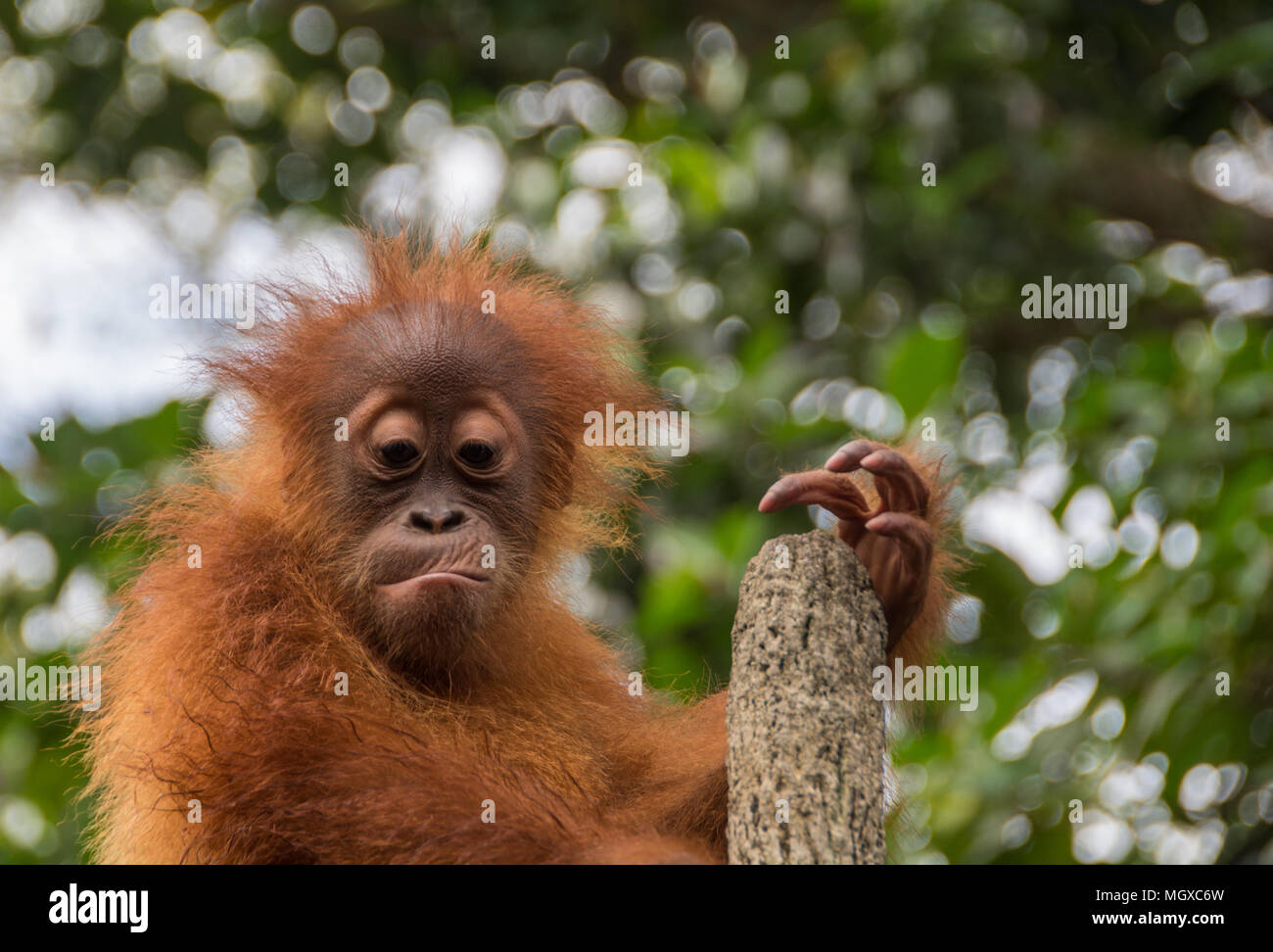 Un jeune orang-outan, assis en haut d'une souche d'arbre, à la baisse, avec une expression sur son visage Banque D'Images