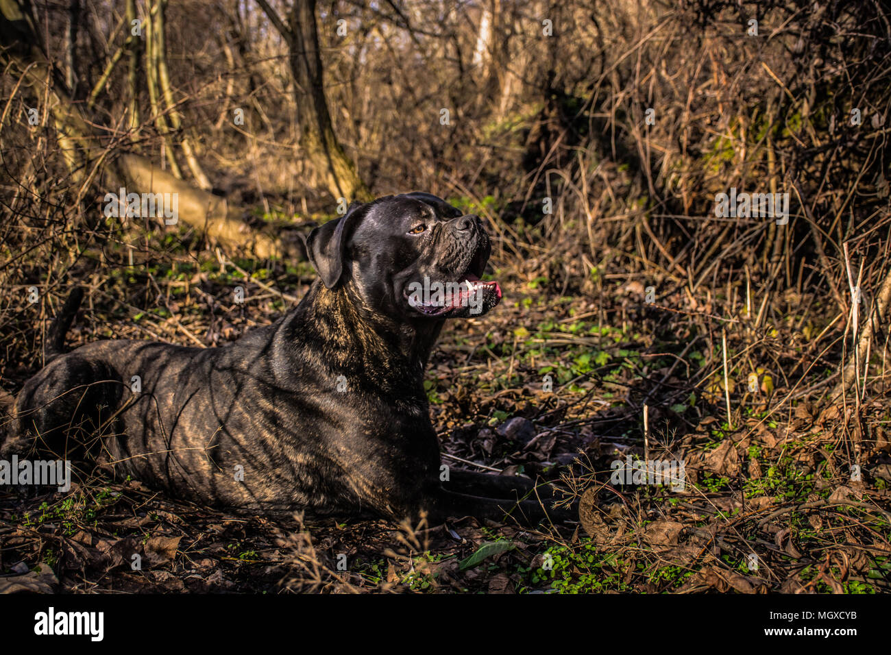 Grand chien noir cane corso mastiff (italien) en position couchée et de repos dans la nature Banque D'Images