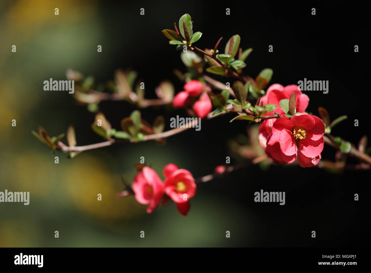 Direction générale de coing japonais en fleurs. Selective focus Banque D'Images