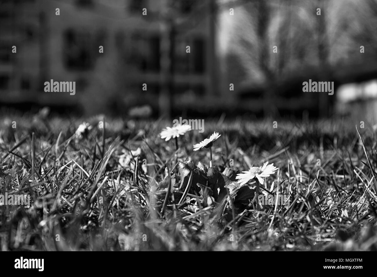 L'herbe verte fraîche dans la saison du printemps, d'herbes, couvrir l'arrière-plan pour la conception. Banque D'Images