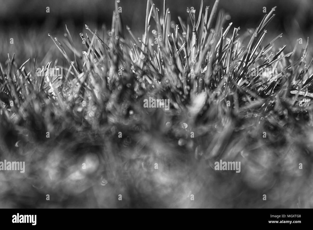 L'herbe verte fraîche monochrome dans la saison du printemps, d'herbes, couvrir l'arrière-plan pour la conception. Banque D'Images