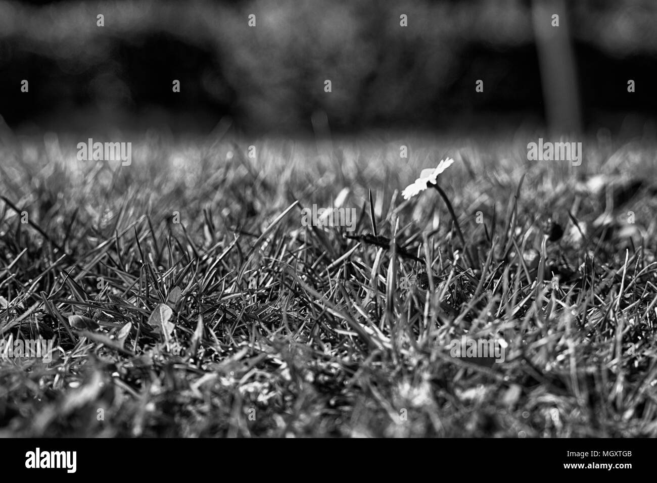 L'herbe verte fraîche monochrome dans la saison du printemps, d'herbes, couvrir l'arrière-plan pour la conception. Banque D'Images