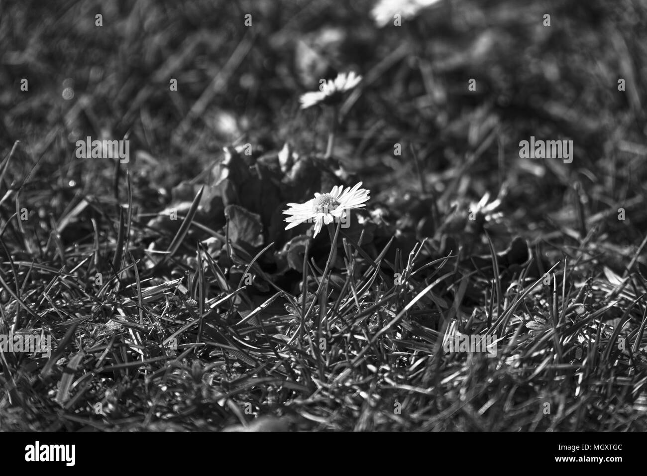 L'herbe verte fraîche dans la saison du printemps, d'herbes, couvrir l'arrière-plan pour la conception. Banque D'Images