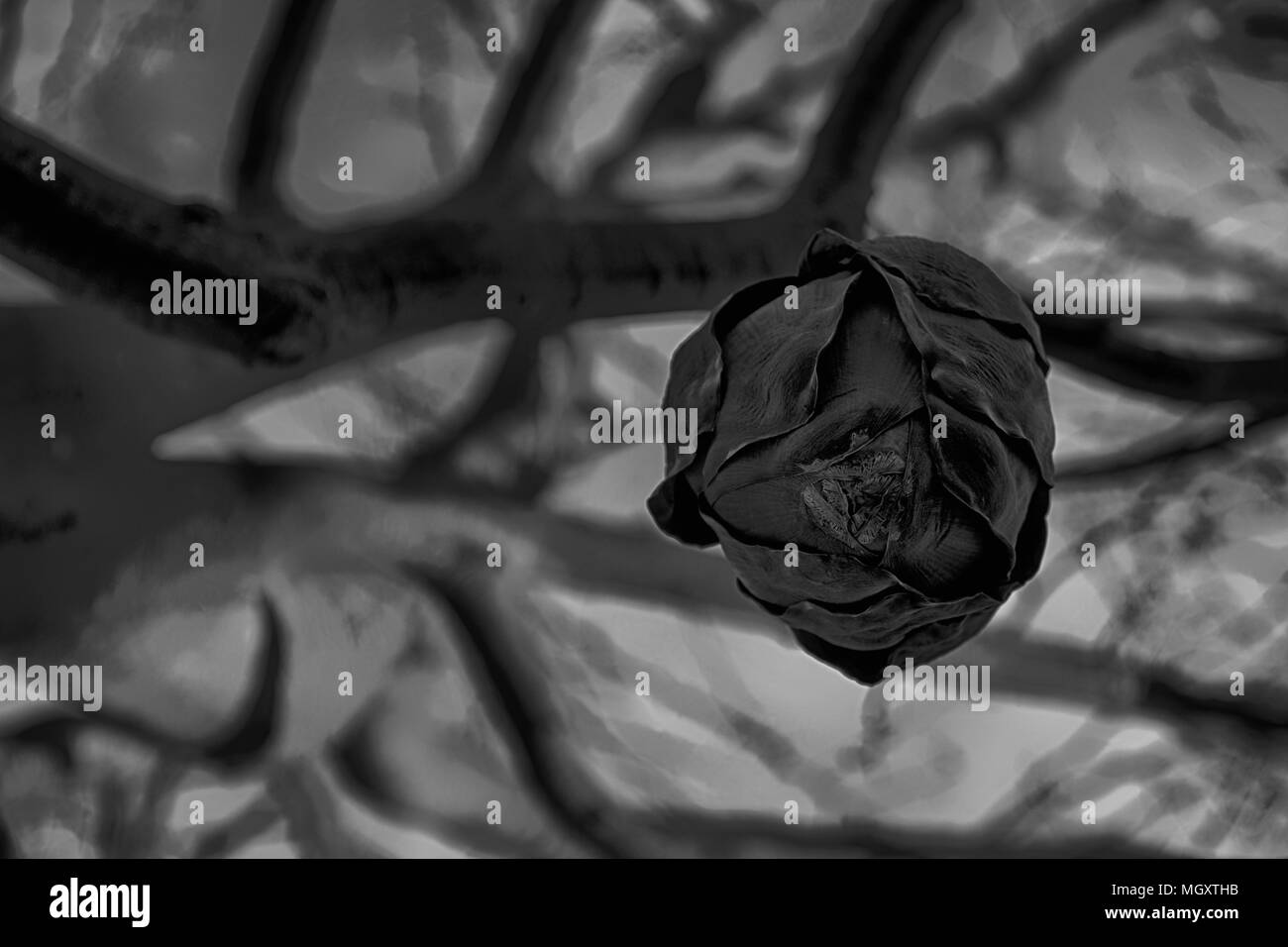 Fleur de bananier à sec de bananier, close-up arrière-plan de site web ou des périphériques mobiles. Banque D'Images