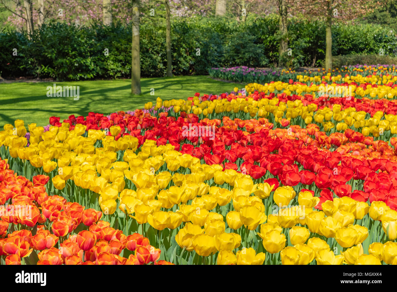 Keukenhof, connue comme le jardin de l'Europe, est situé à Lisse, South Holland aux Pays-Bas. Ouvert pour 8 semaines chaque année, elle attire plus de 800000 visiteurs Banque D'Images