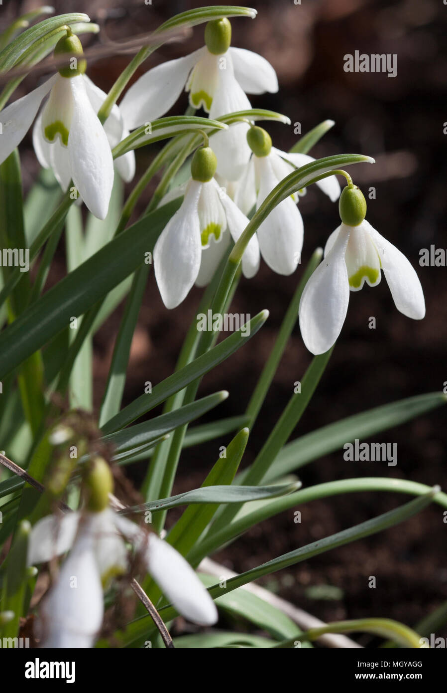 GALANTHUS NIVALIS 2018 Banque D'Images