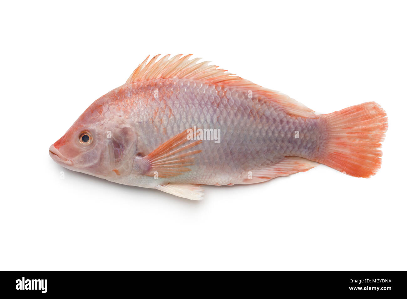 Matières premières fraîches poisson tilapia rouge isolé sur fond blanc Banque D'Images