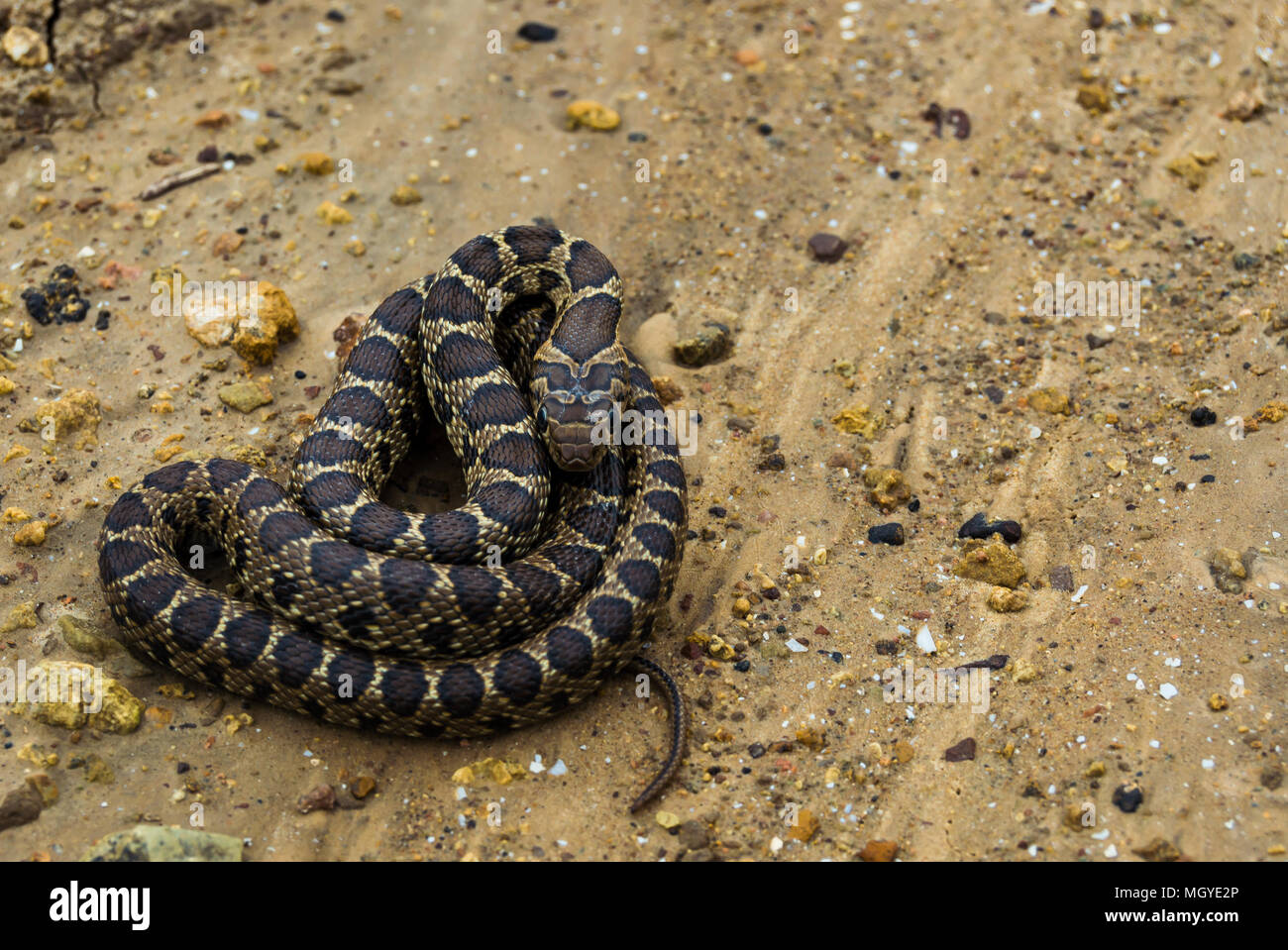 Jeune serpent fouet horseshoe vissé avec des couleurs vibrantes. Bel animal sauvage trouvé dans la zone de Séville, Andalousie. Dans reptiles position défensive. Banque D'Images