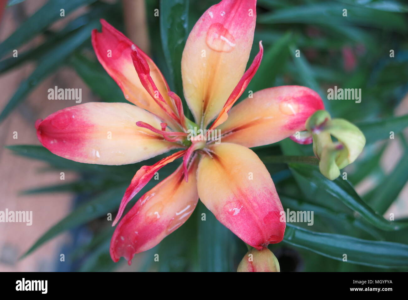 Cette variété de Lily est appelé 'Delicate' Joie et possède six pétales délicats de mélange citron pâle à rose saumon rose à l'extrémité. Banque D'Images Cette variété de Lily est appelé 'Delicate' Joie et possède six pétales délicats de mélange citron pâle à rose saumon rose à l'extrémité. Banque D'Images