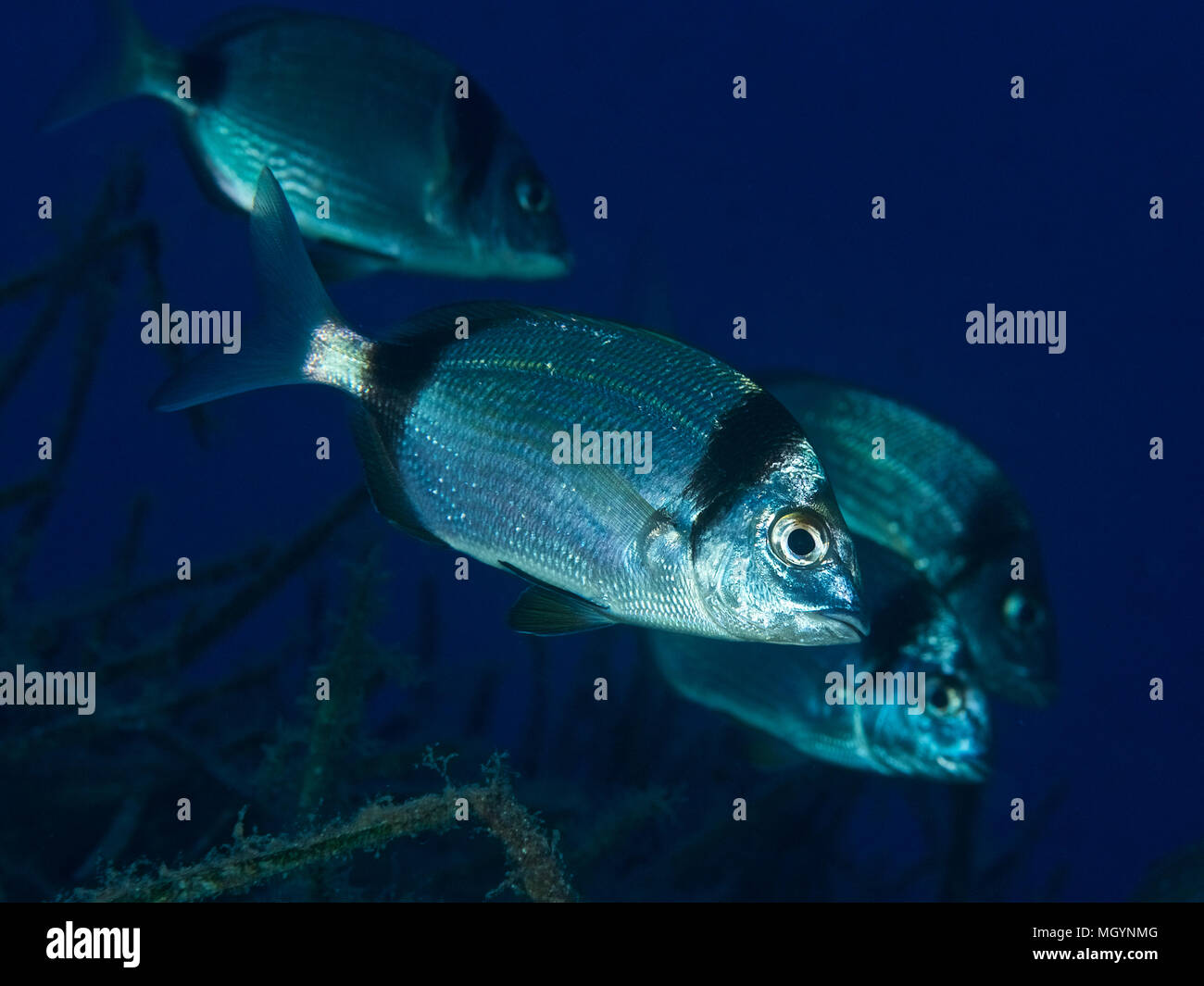 Deux communes de la dorade (Diplodus vulgaris bagués) École de poissons dans la mer méditerranée (Majorque, Iles Baléares, Espagne) Banque D'Images
