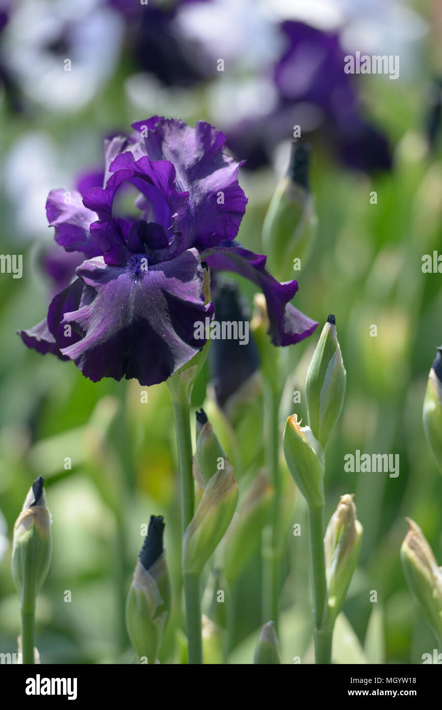 Fleur d'iris closeup Banque D'Images