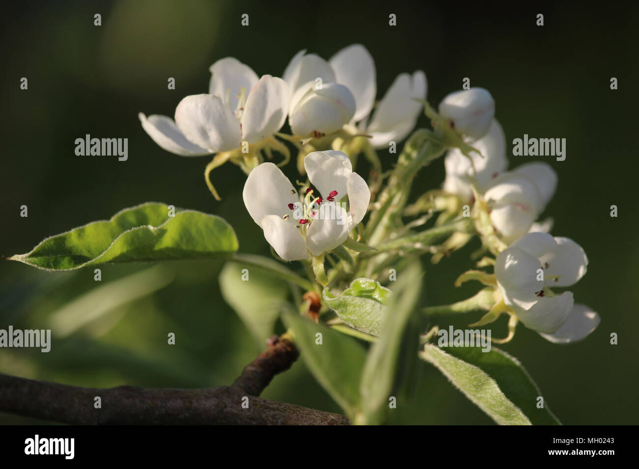 La belle fleur blanche ensoleillée du poirier au printemps. (Pyrus sp.) Banque D'Images