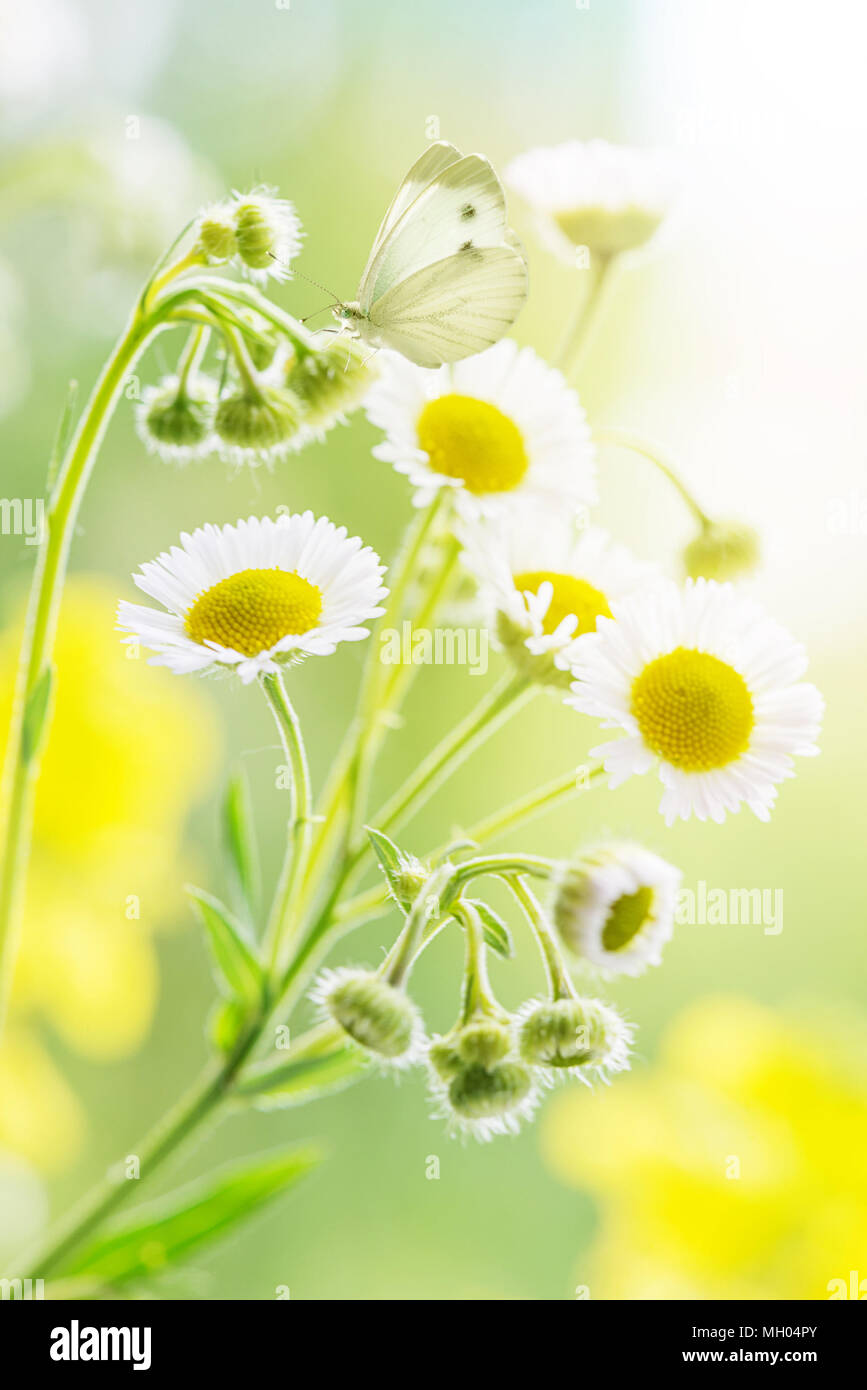 Les marguerites sauvages et blanc papillon sur un pré vert en début de matinée de près. Soft focus Banque D'Images