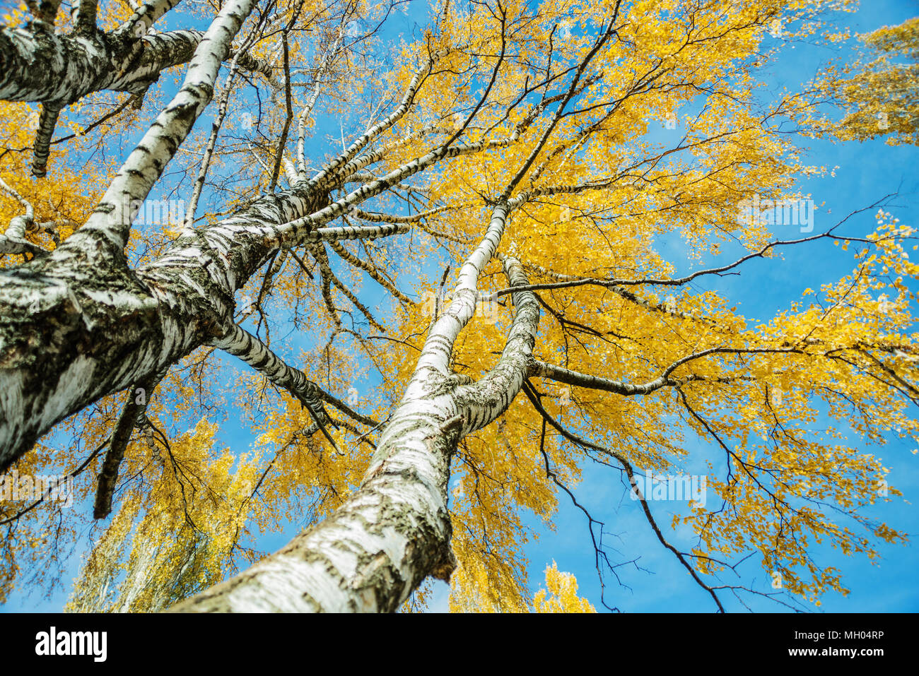 Vieux bouleaux jaunes de l'automne avec les feuilles contre le fond bleu du ciel, vue vers le haut. Journée ensoleillée dans la forêt d'automne Banque D'Images