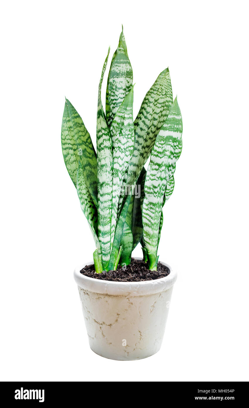 Plante en pot en céramique Sansevieria isolé sur fond blanc Banque D'Images