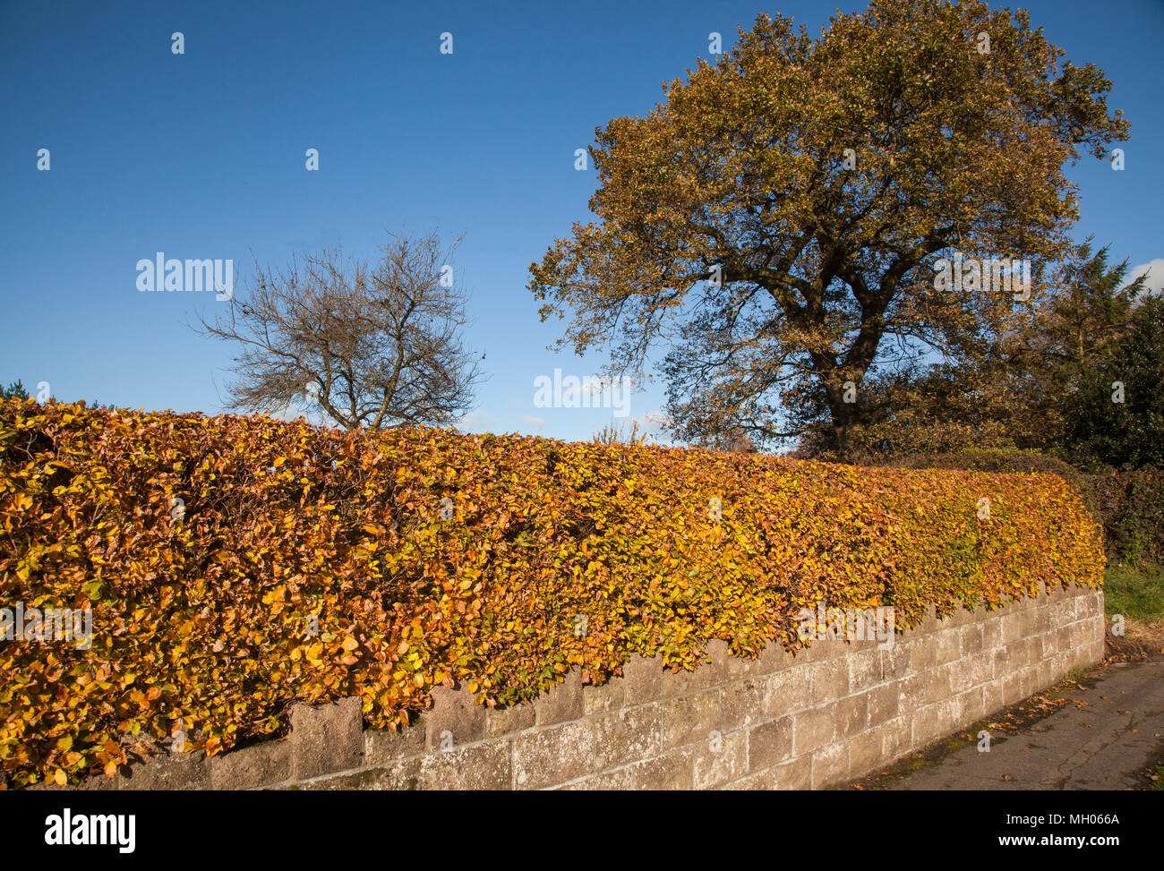 ‎Fagus couverture hêtre sylvatica afficher ses couleurs au début de l'automne comme un croissant à un boundry English country garden au-dessus d'un mur Banque D'Images