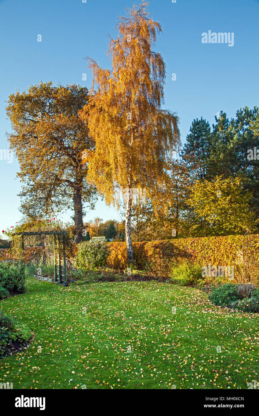 Un jardin anglais à l'automne avec Silver Birch Tree ‎Betula ‎Fagus couverture sylvatica pendula hêtre et chêne pédonculé Quercus robur Banque D'Images