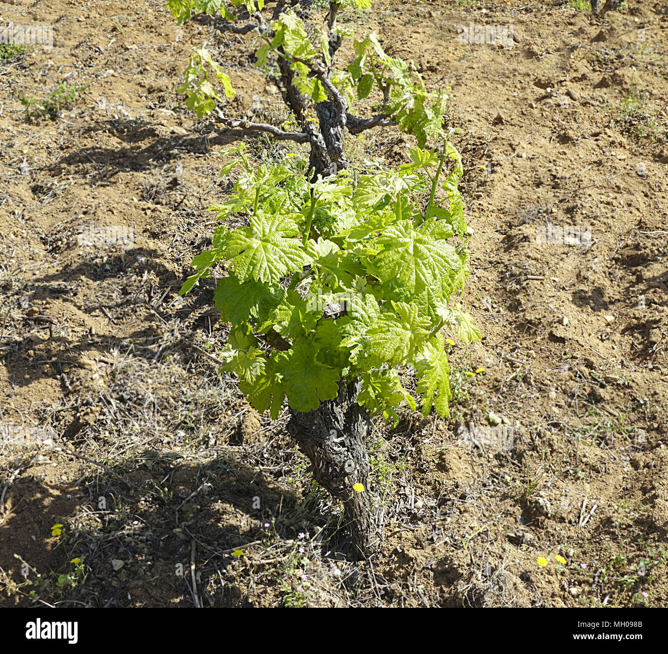 La vigne dans le vignoble avec de jeunes feuilles vertes sous le soleil de printemps sur la terre fraîchement creusée Banque D'Images
