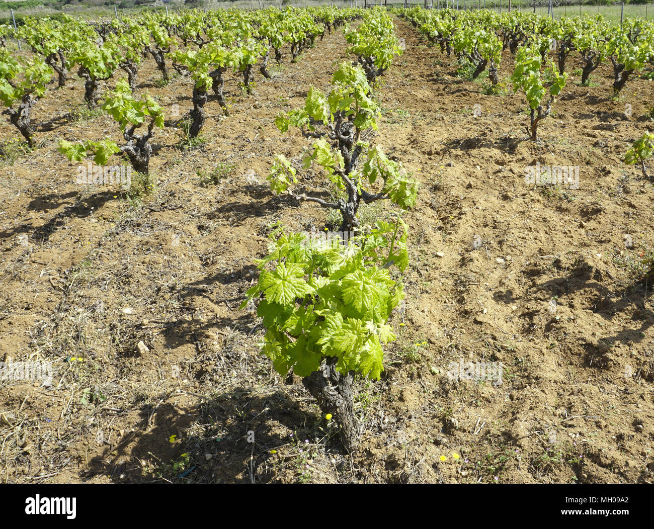 Rangées de vieilles vignes avec de jeunes feuilles vertes sur la vigne et de la terre fraîchement creusée sous le soleil de printemps Banque D'Images