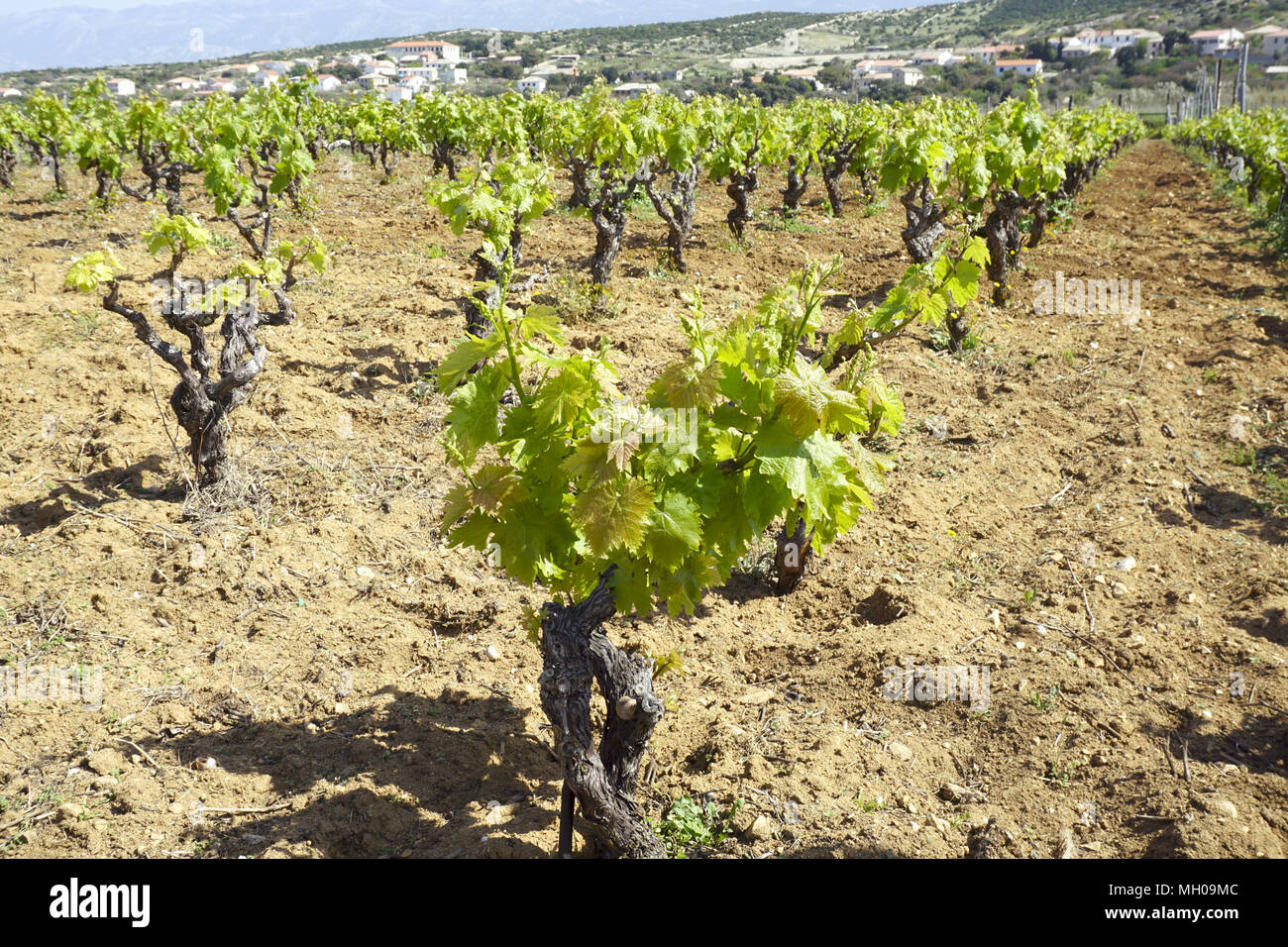 Vineyard rangées sur sunshine, journée de printemps. Vieille vigne de cépage caractéristique de l'île de Pag Croatie Banque D'Images