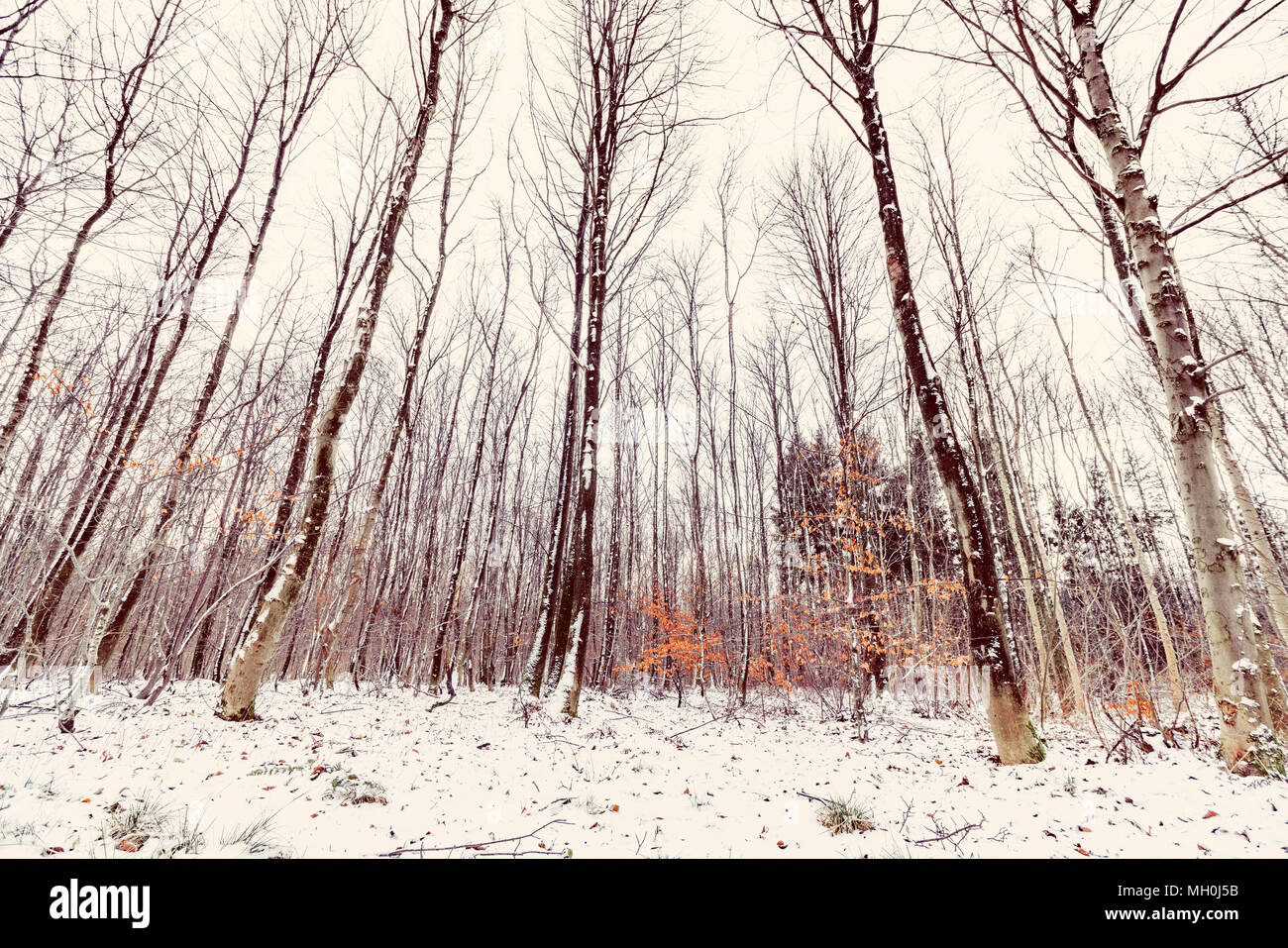 De grands arbres dans une forêt en hiver avec des feuilles de hêtre séché dans de belles couleurs orange Banque D'Images