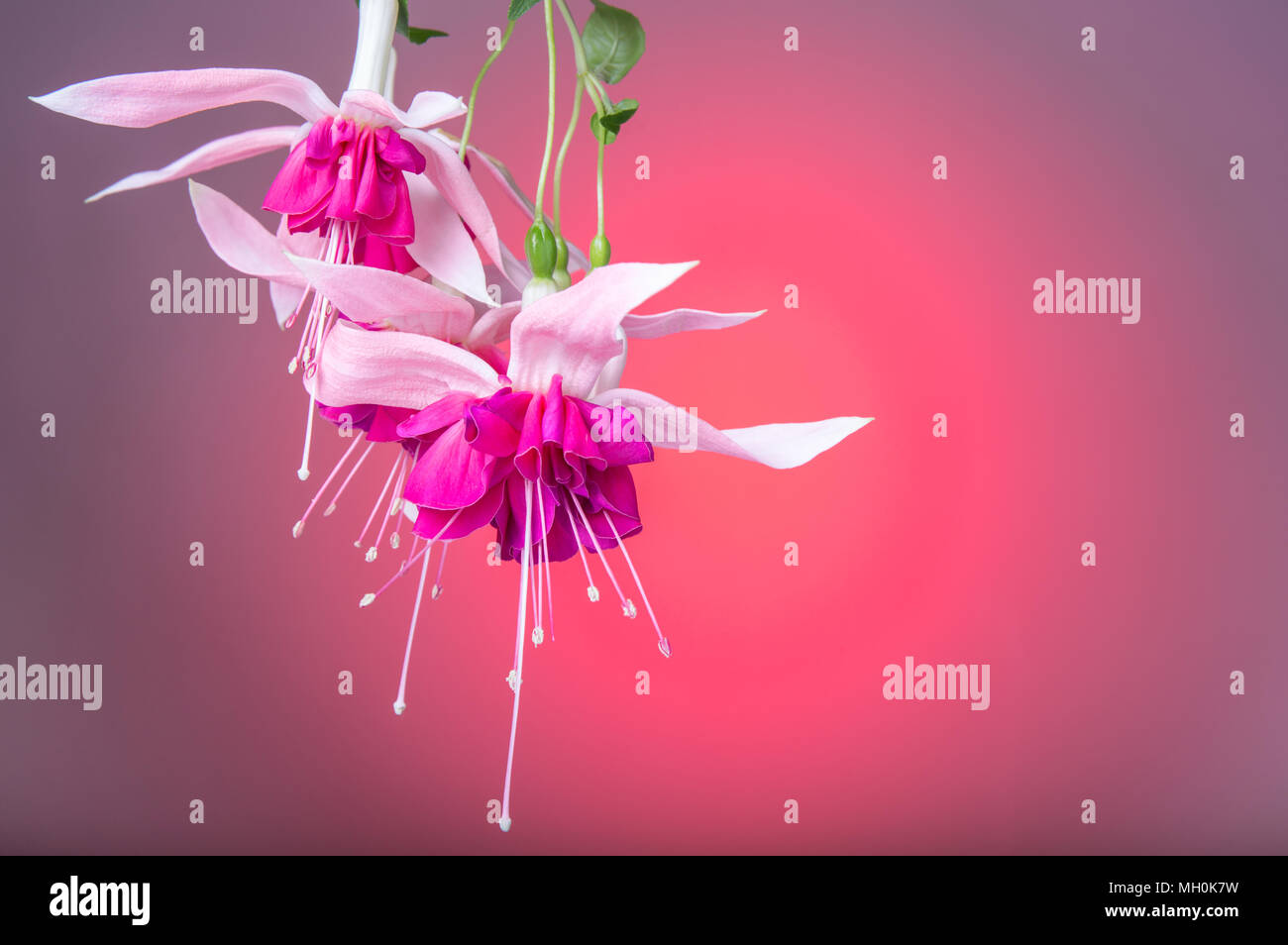 Belle Fleur Rose Fuchsia Close Up Sur Fond Rouge Concept De