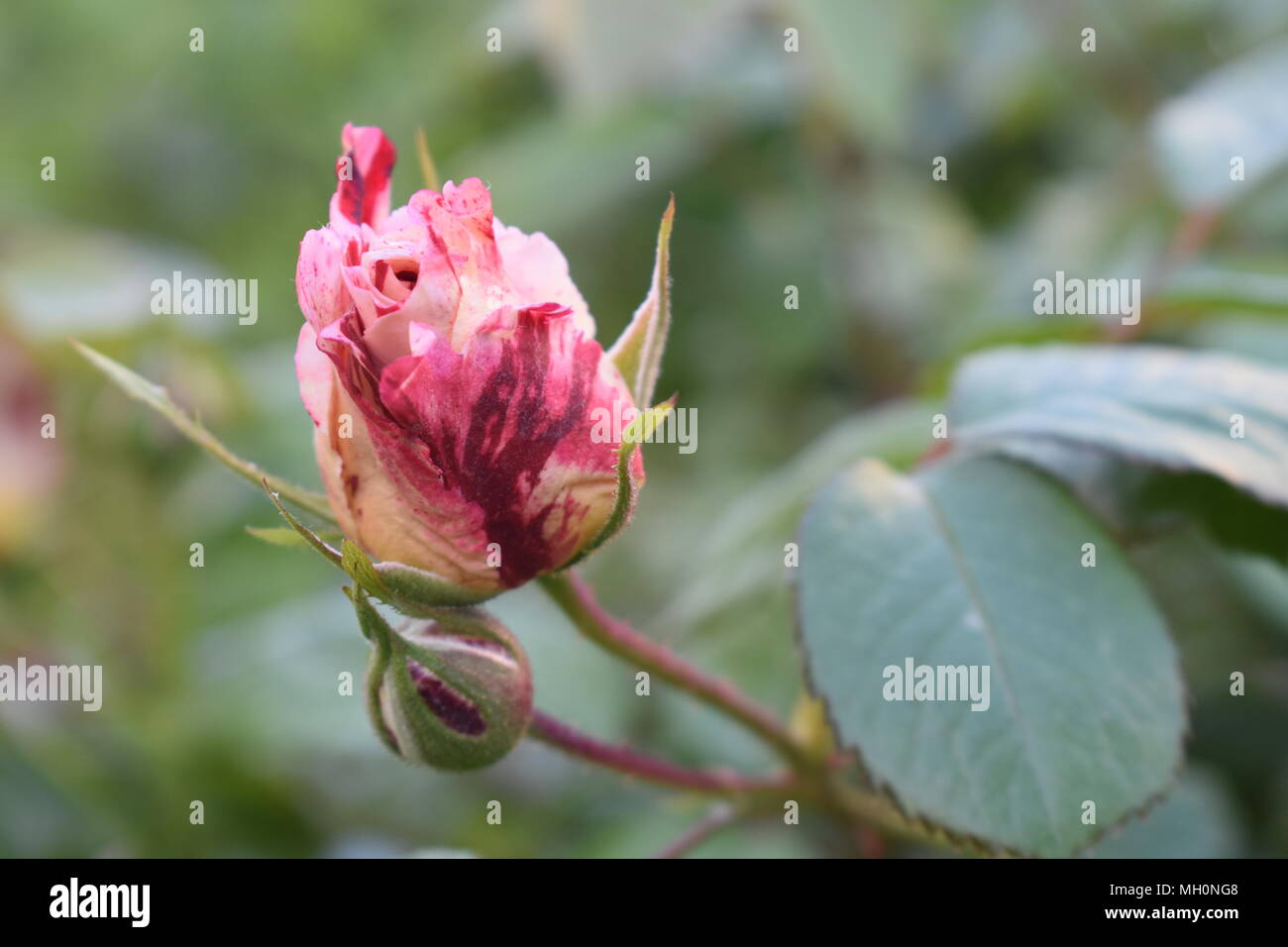 Rose rouge et blanche Banque D'Images