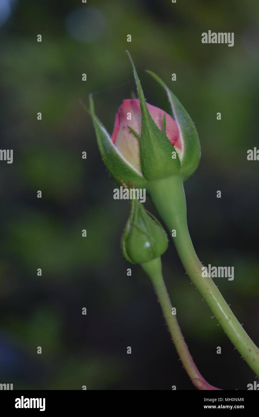 Rose rouge et blanche Banque D'Images