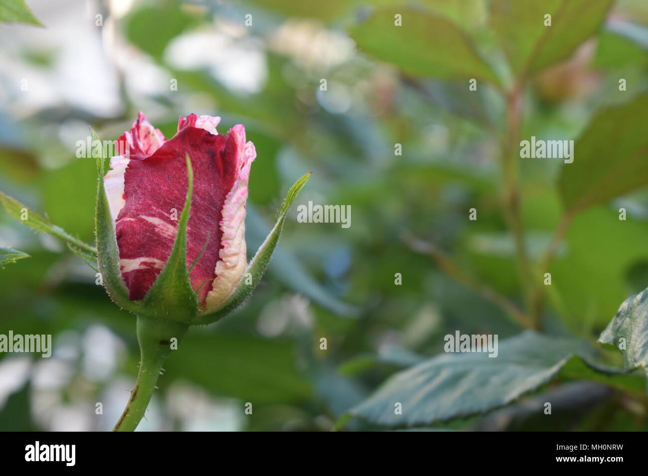 Rosebud rouge et blanc Banque D'Images