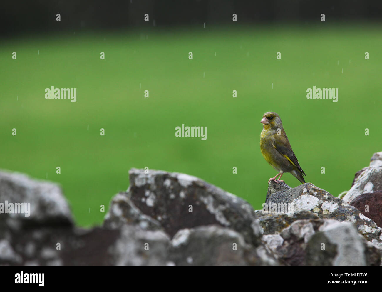 Chloris chloris Greenfinch [ ] sur mur en pierre sèche Banque D'Images