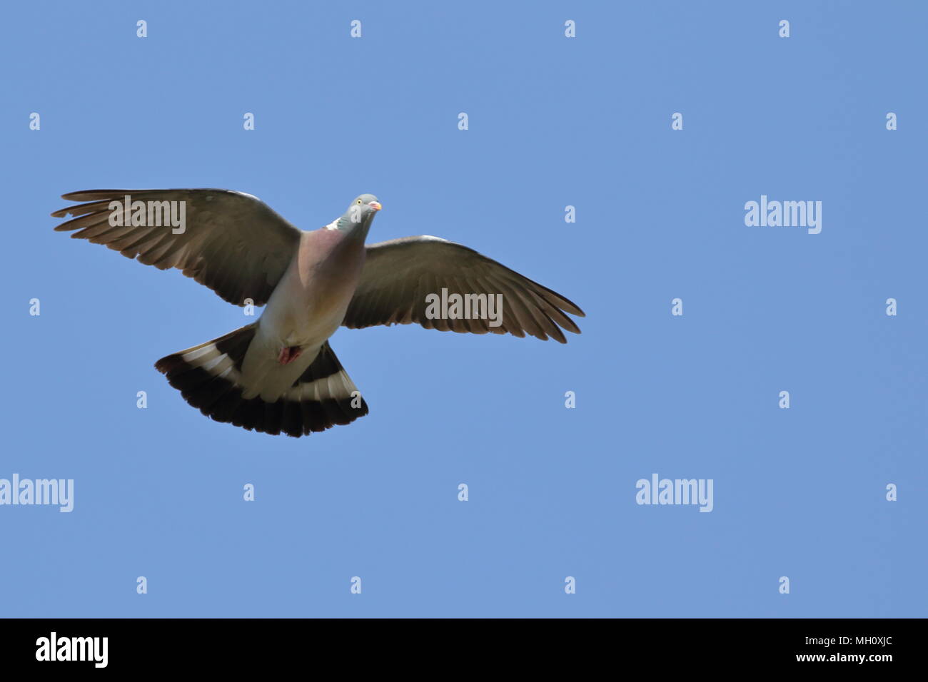 Pigeon ramier, Columba palumbus, en vol avec ciel bleu clair. UK Banque D'Images
