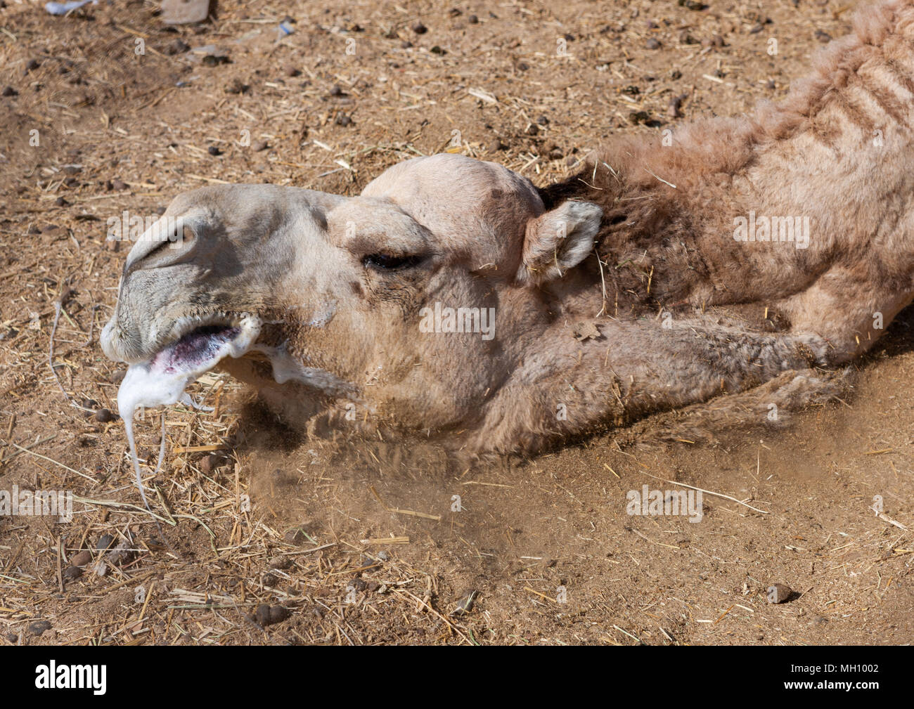 Chameau dans une ornière, Province de Najran, Najran, Arabie Saoudite Banque D'Images