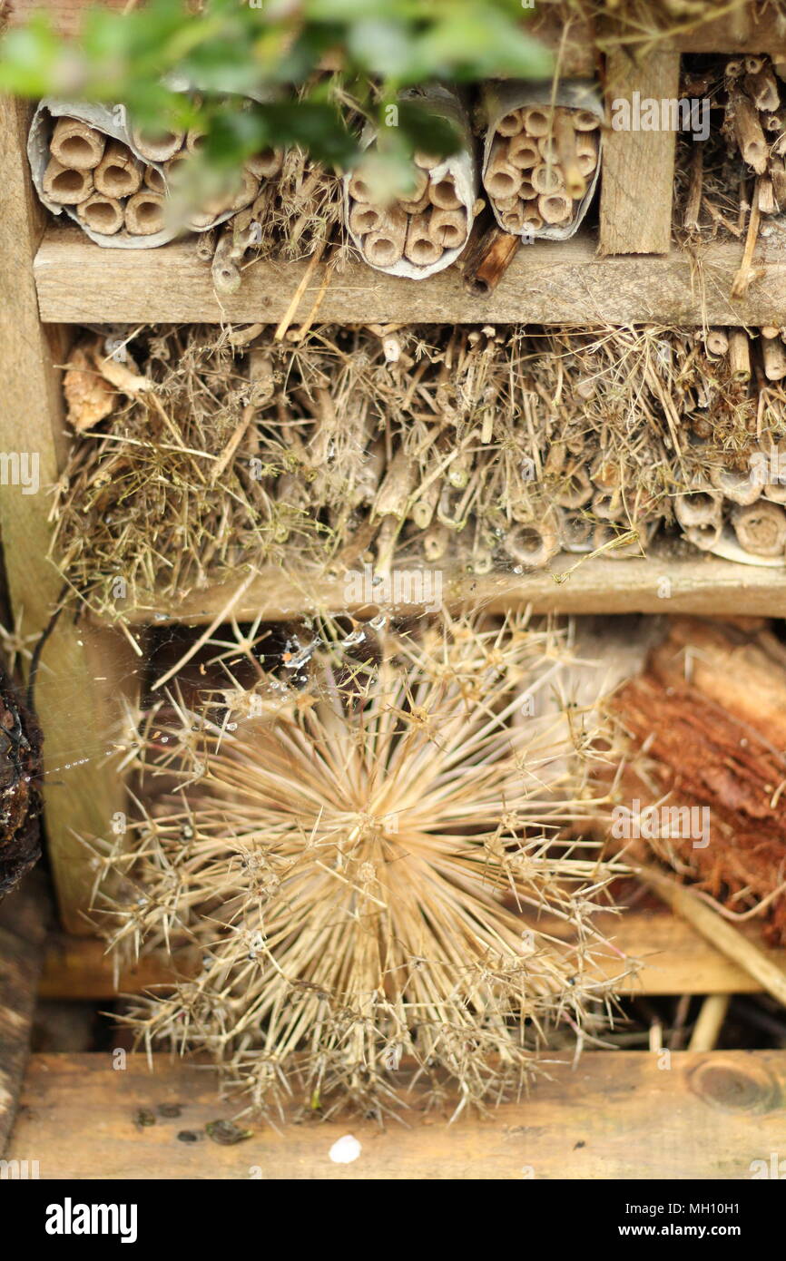 Bug de la faune fort - conçu pour visiter les insectes, les abeilles et d'encourager et d'aider d'autres habitats d'espèces sauvages. Banque D'Images