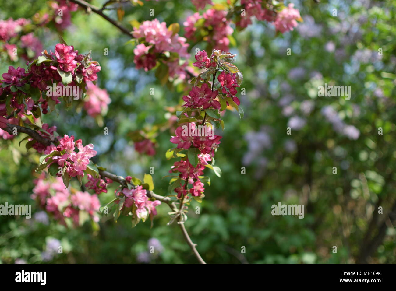 Mirabelle tree flower Banque D'Images