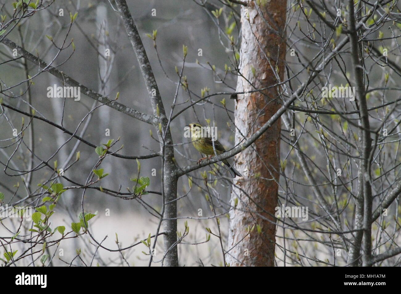 Un peu jaune couleur de base avec des oiseaux bec ouvert au printemps nid protection jour avant la pluie Banque D'Images