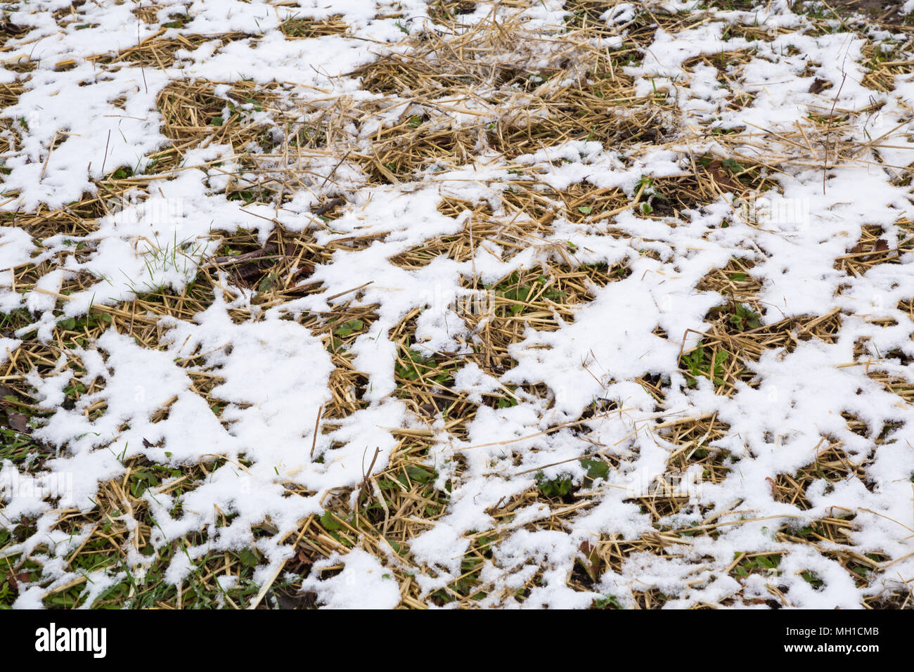 Les plants de fraisier recouvert de paille d'orge à l'abri de la neige Banque D'Images