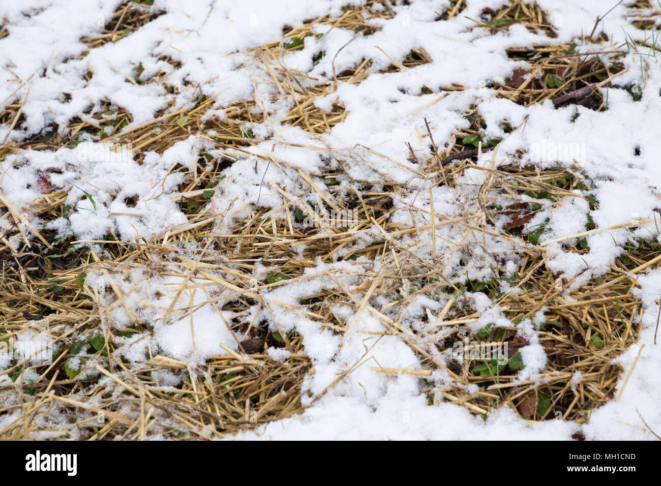 Les plants de fraisier recouvert de paille d'orge à l'abri de la neige Banque D'Images