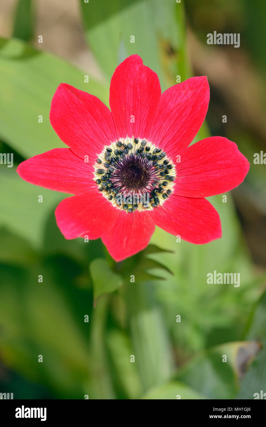 Anémone - Anemone pavonina paon de l'Europe du Sud Banque D'Images