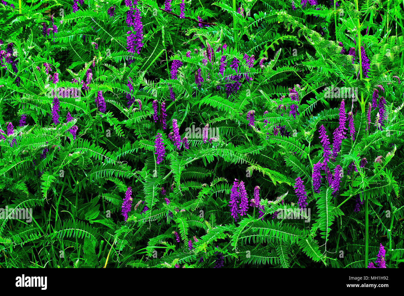 Un livre vert-violet tapis de feuilles et fleurs de Vicia cracca (vesce jargeau, vache, vesce vesce oiseau bleu, la vesce, la vesce) au printemps. Banque D'Images