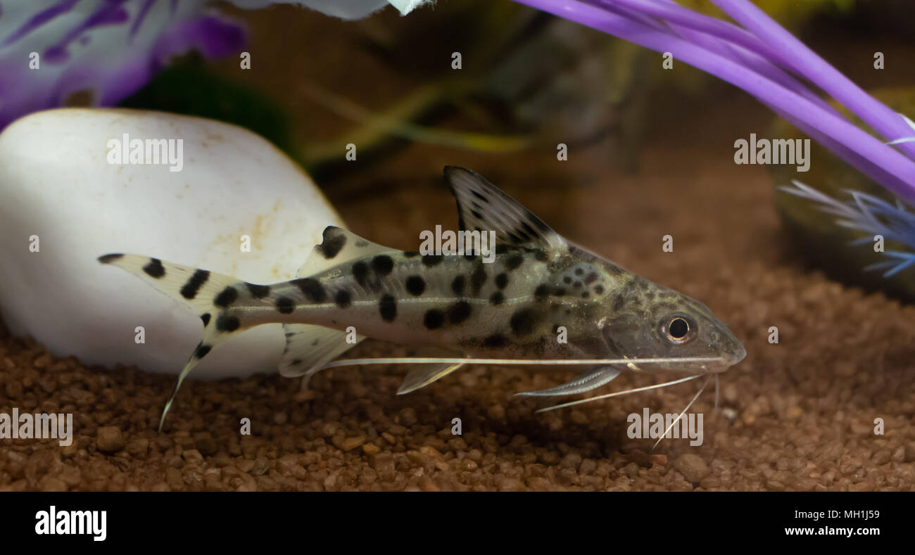 Synodontis Catfish Banque D Image Et Photos Alamy