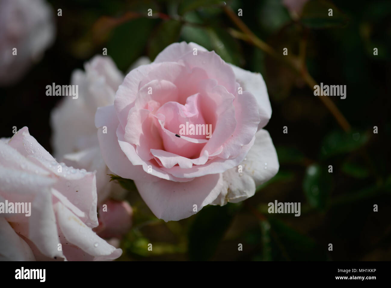 Bon Anniversaire Rose Photo Stock Alamy