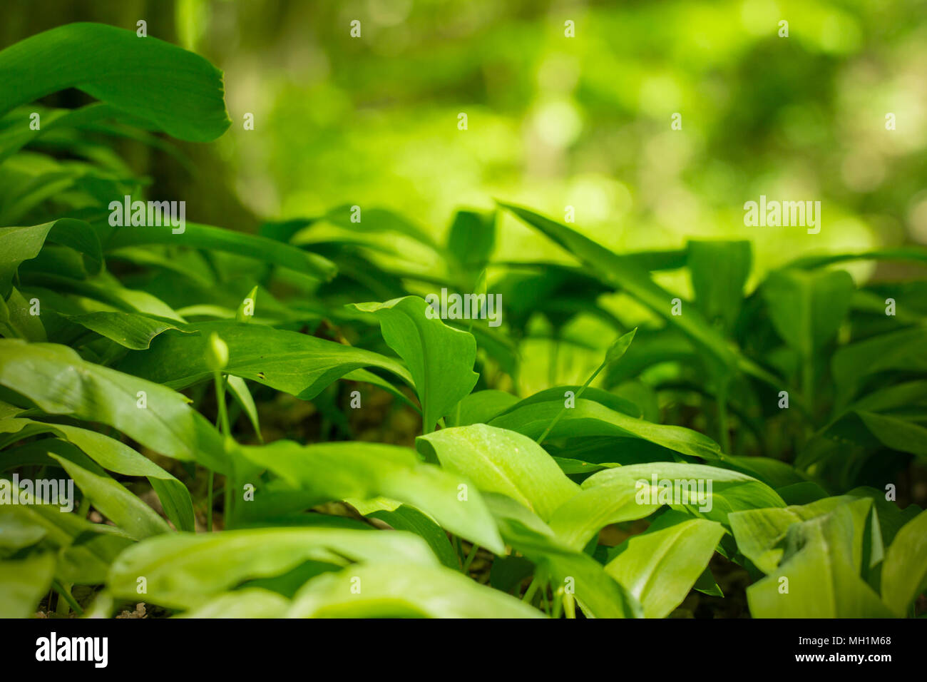 Plant d'ail sauvage Banque D'Images