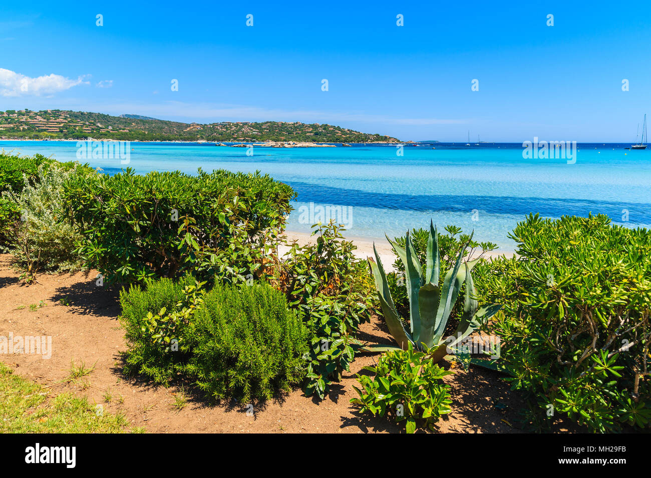 Plantes tropicales sur la plage de Santa Giulia et sur la mer, la Corse, France Banque D'Images