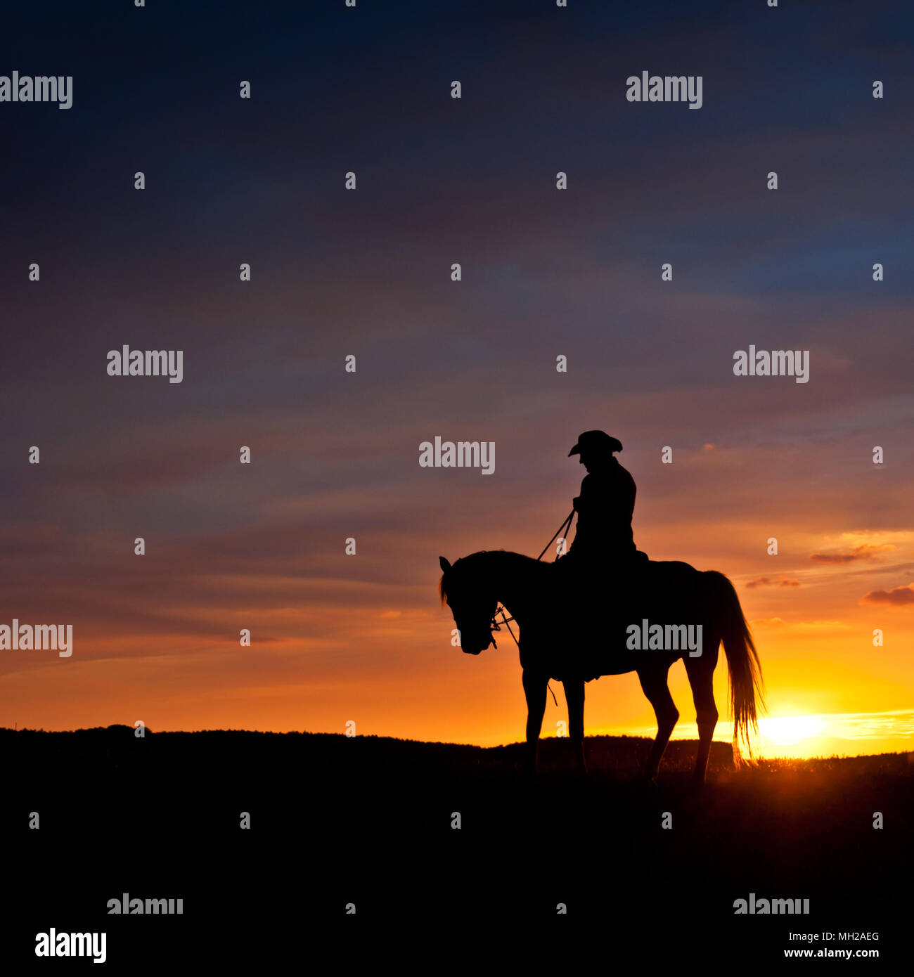 Cavalier solitaire dans la lumière du soir, Silhouette - Cheval et cavalier Banque D'Images