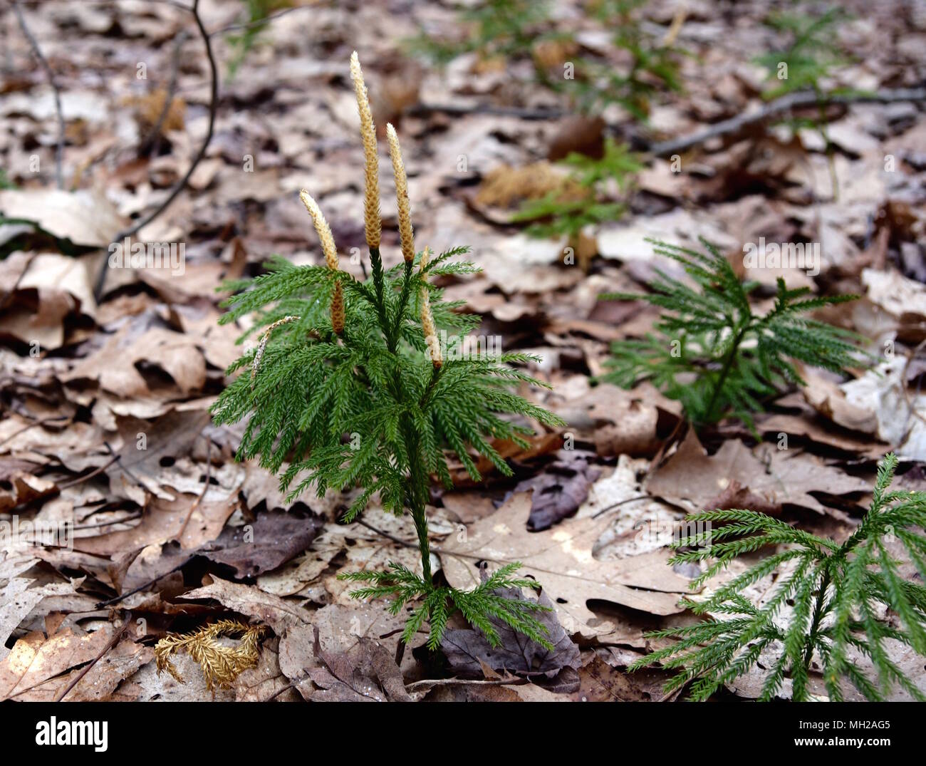 Un fan clubmoss avec avec ses feuilles vertes et fleurs marron clair dans une forêt au printemps. Banque D'Images