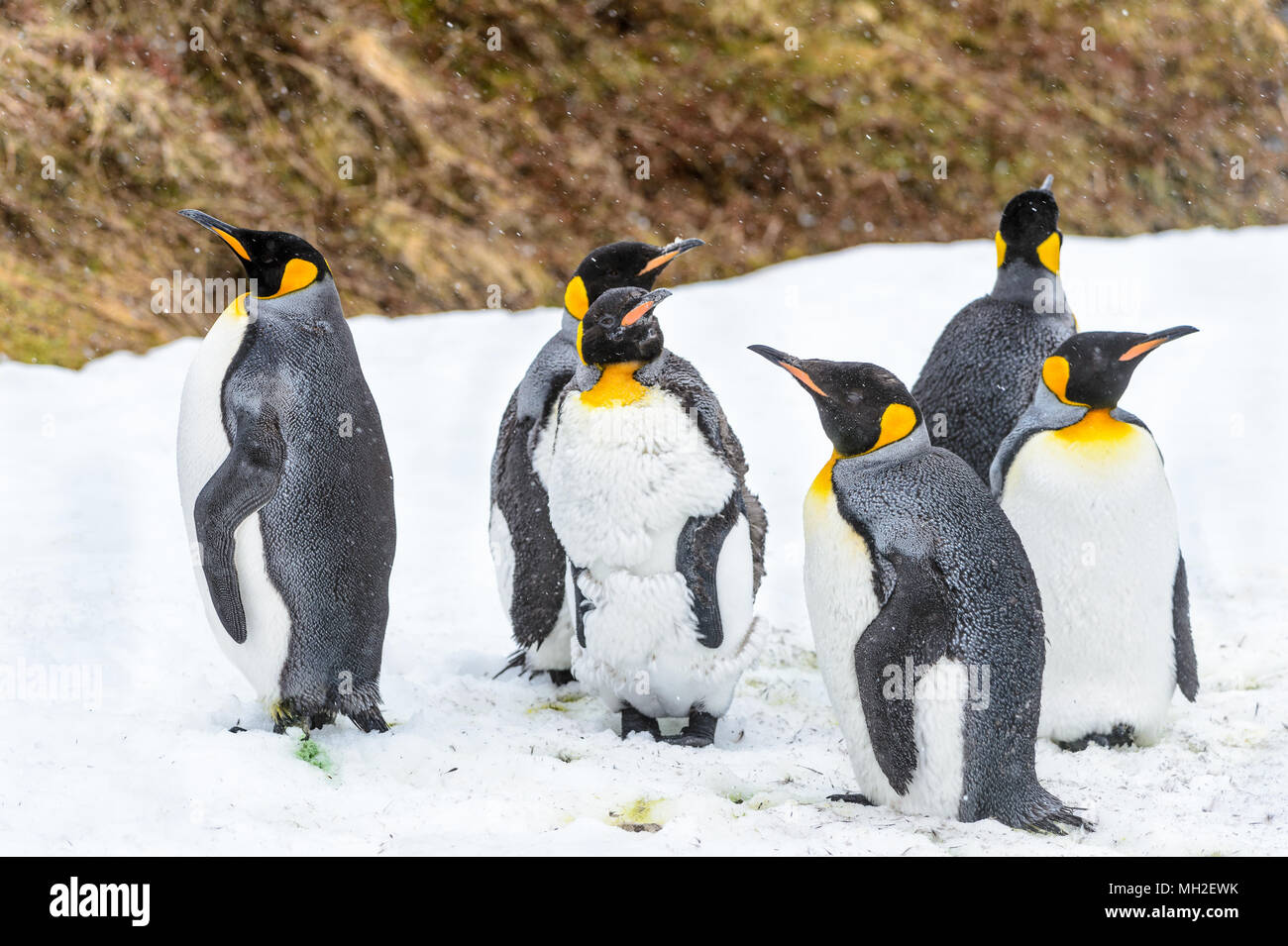 Le manchot royal (Aptenodytes patagonicus), la deuxième plus grande espèce de pingouin. Banque D'Images